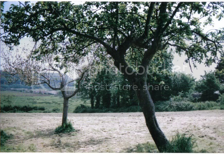 orchard02.jpg