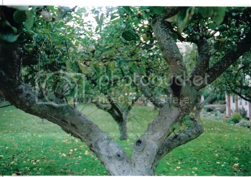 orchard17.jpg
